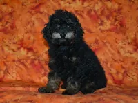 AKC Rhett, a male Poodle - Toy  for sale in Lamar, MO – 4 of 5