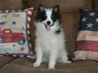 AKC Benny, a male Pomeranian for sale in Lamar, MO – 6 of 6