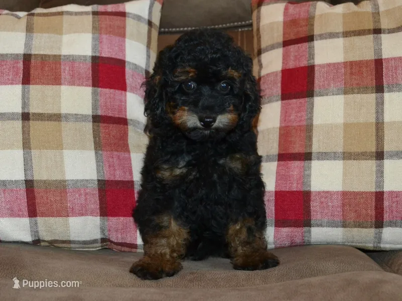 AKC Rhett – Poodle - Toy  puppy for sale in Lamar, MO