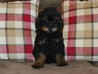 AKC Rhett, a male Poodle - Toy  for sale in Lamar, MO – 1 of 4