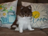 AKC Cooper, a male Pomeranian for sale in Lamar, MO – 4 of 4