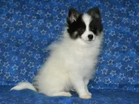 AKC York, a male Pomeranian for sale in Lamar, MO – 2 of 3