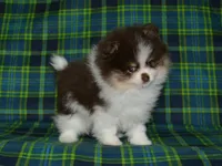 AKC Yoshi, a male Pomeranian for sale in Lamar, MO – 3 of 5