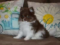 AKC Cooper, a male Pomeranian for sale in Lamar, MO – Photo 2 of 4