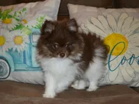AKC Cooper, a male Pomeranian for sale in Lamar, MO – Photo 1 of 4