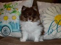 AKC Cooper, a male Pomeranian for sale in Lamar, MO – Photo 3 of 4