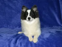 AKC York, a male Pomeranian for sale in Lamar, MO – 4 of 4