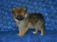 AKC Andy, a female Pomeranian for sale in Lamar, MO – 5 of 8