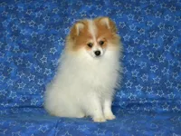 AKC Scotty, a male Pomeranian for sale in Lamar, MO – Photo 6 of 9