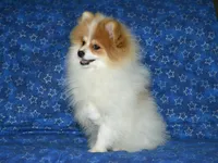AKC Scotty, a male Pomeranian for sale in Lamar, MO – Photo 5 of 9