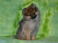 AKC Dylan, a male Pomeranian for sale in Lamar, MO – 1 of 4