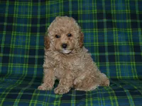 AKC Tyson, a female Poodle - Miniature  for sale in Lamar, MO – 3 of 3