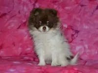AKC Coco, a female Pomeranian for sale in Lamar, MO – 2 of 5