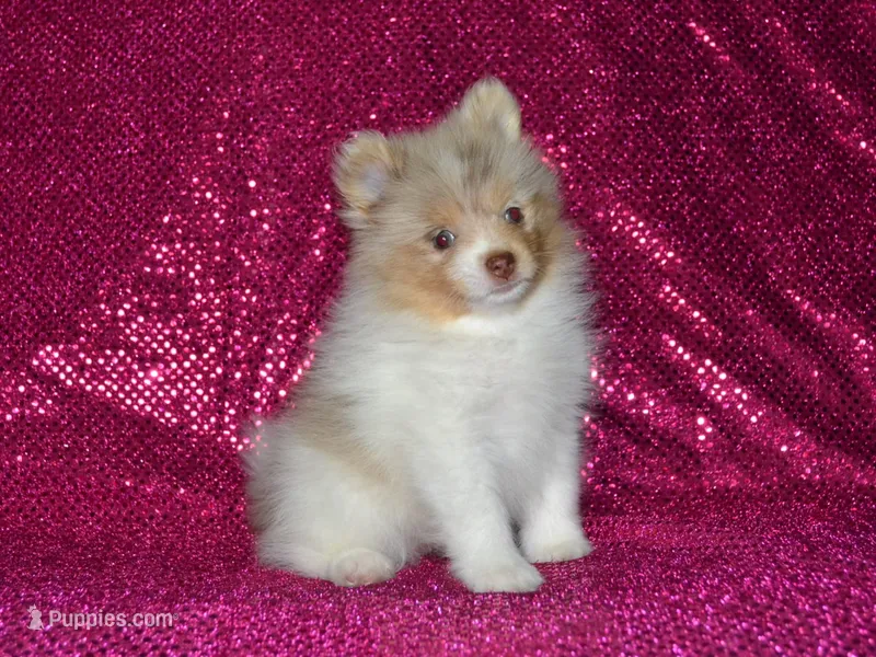 AKC Cami – Pomeranian puppy for sale in Lamar, MO