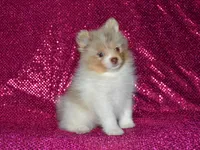 AKC Cami, a female Pomeranian for sale in Lamar, MO – 1 of 4