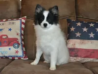 AKC York, a male Pomeranian for sale in Lamar, MO – 2 of 4