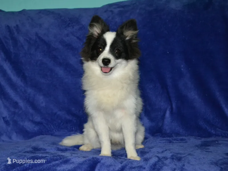 AKC York – Pomeranian puppy for sale in Lamar, MO