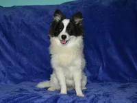 AKC York, a male Pomeranian for sale in Lamar, MO – 1 of 4