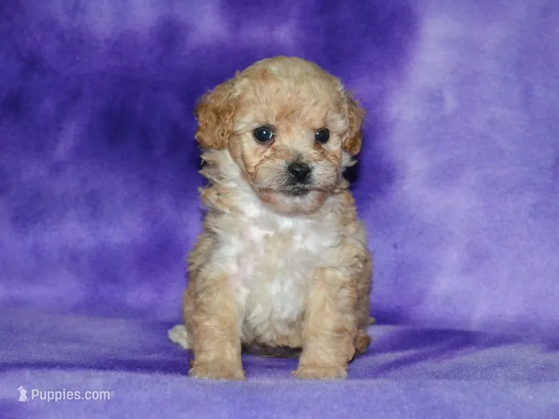 AKC Daisy – Poodle - Toy  puppy for sale in Lamar, MO