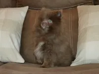 AKC Felix, a male Pomeranian for sale in Lamar, MO – 3 of 4