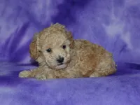 AKC Delilah, a female Poodle - Miniature  for sale in Lamar, MO – 2 of 3