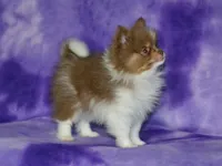 AKC Millie, a female Pomeranian for sale in Lamar, MO – 2 of 6