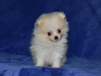 AKC Lily, a female Pomeranian for sale in Lamar, MO – 4 of 4