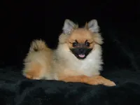 AKC Dylan, a male Pomeranian for sale in Lamar, MO – 4 of 4