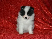 AKC York, a female Pomeranian for sale in Lamar, MO – Photo 2 of 3