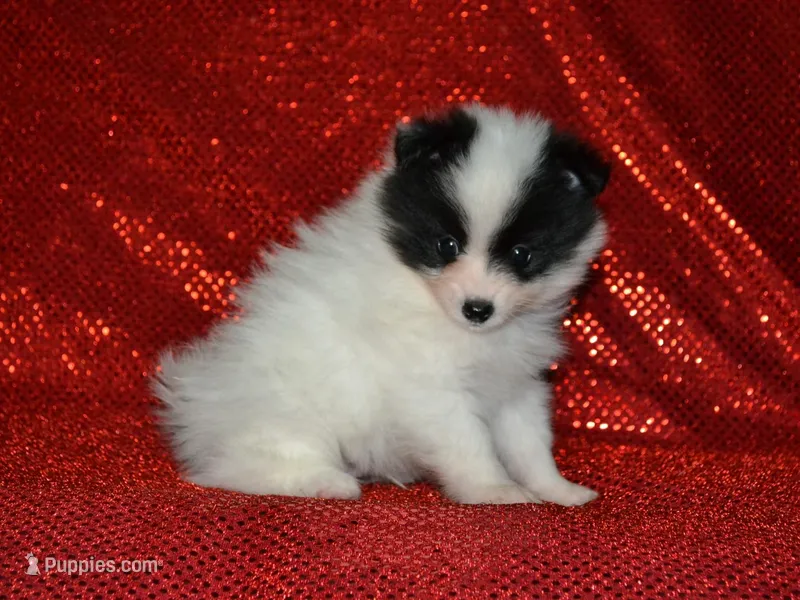 AKC York – Pomeranian puppy for sale in Lamar, MO