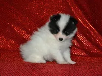 AKC York, a female Pomeranian for sale in Lamar, MO – Photo 1 of 3