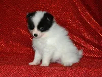AKC York, a female Pomeranian for sale in Lamar, MO – Photo 3 of 3