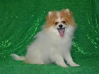 AKC Scotty, a male Pomeranian for sale in Lamar, MO – Photo 3 of 5