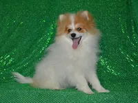 AKC Scotty, a male Pomeranian for sale in Lamar, MO – Photo 2 of 5
