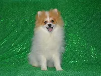 AKC Scotty, a male Pomeranian for sale in Lamar, MO – Photo 4 of 5
