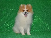 AKC Scotty, a male Pomeranian for sale in Lamar, MO – Photo 1 of 5
