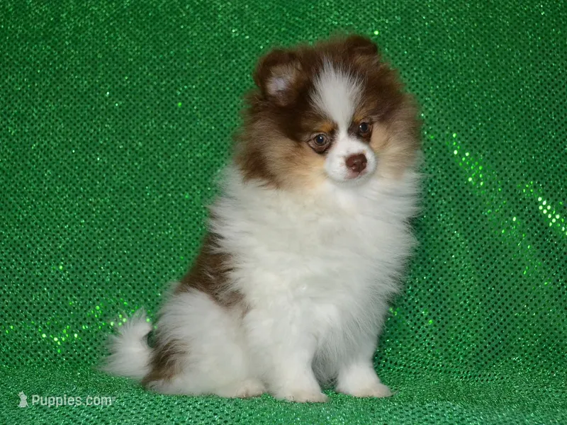 AKC Remy – Pomeranian puppy for sale in Lamar, MO