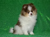 AKC Remy, a male Pomeranian for sale in Lamar, MO – 1 of 4