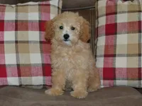 AKC Delilah, a female Poodle - Miniature  for sale in Lamar, MO – 3 of 4