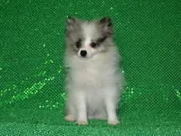 AKC Riley, a male Pomeranian for sale in Lamar, MO – 3 of 5