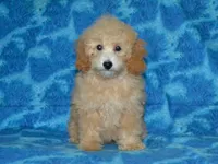 AKC Delilah, a female Poodle - Miniature  for sale in Lamar, MO – 1 of 4