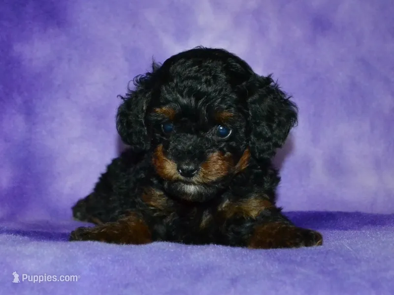 AKC Allie – Poodle - Toy  puppy for sale in Lamar, MO