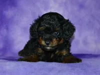AKC Allie, a female Poodle - Toy  for sale in Lamar, MO – 1 of 4