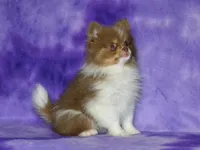 AKC Millie, a female Pomeranian for sale in Lamar, MO – 4 of 6