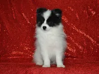 AKC York, a male Pomeranian for sale in Lamar, MO – 6 of 6
