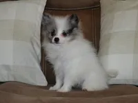 AKC Riley, a male Pomeranian for sale in Lamar, MO – 3 of 4