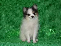 AKC Jasper, a male Pomeranian for sale in Lamar, MO – 2 of 5