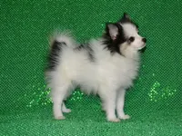 AKC Jasper, a male Pomeranian for sale in Lamar, MO – 3 of 5
