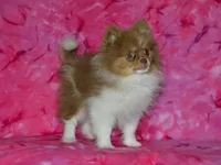 AKC Millie, a female Pomeranian for sale in Lamar, MO – 4 of 5