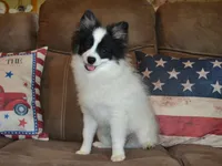 AKC York, a male Pomeranian for sale in Lamar, MO – 3 of 4